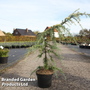 Cedrus deodara 'Golden Horizon'