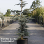 Cedrus libani 'Horstmanns Silberspitz'