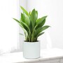 Glossy White Ceramic Indoor Plant Pot, Cachepot (H13 x W13.5cm)