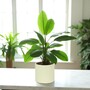 Matte Cream Ceramic Indoor Plant Pot, Cachepot