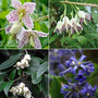 Clematis All Season Collection