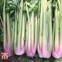 Celery 'Blush' (Self blanching) - Seeds