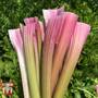 Celery 'Blush' (Self blanching) - Seeds