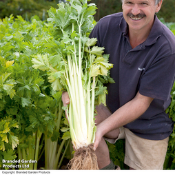 Celery 'Loretta' - Seeds