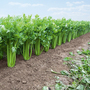 Celery 'Tango' F1 Hybrid (Self blanching) - Seeds