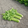 Celery 'Tango'