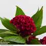 Celosia argentea cristata 'Tasty Twist Mix'