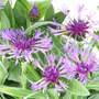 Centaurea Montana Amethyst Dream