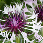 Centaurea montana 'Amethyst In Snow'
