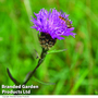 Common Knapweed - Kew Wildflower Seeds