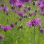 Common Knapweed - Kew Wildflower Seeds