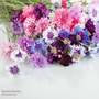 Cornflower 'Polka Dot Mixed' - Seeds