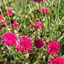 Cornflower 'Red Boy' - Seeds