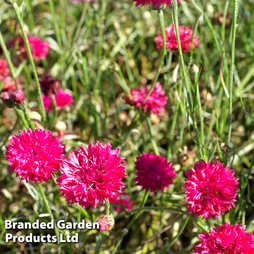 Cornflower 'Red Boy' - Seeds