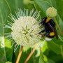 Cephalanthus 'Magical Moonlight'