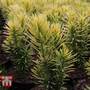 Cephalotaxus harringtonia 'Korean Gold'