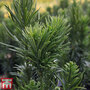 Cephalotaxus harringtonia 'Fastigiata'