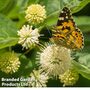 Cephalanthus occidentalis 'Sugar Shack'