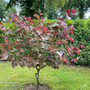 Cercis canadensis 'Forest Pansy'