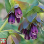 Cerinthe major 'Purpurascens' - Seeds