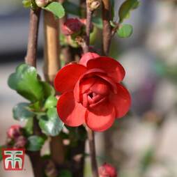 Chaenomeles 'Scarlet Storm'