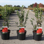 Chaenomeles speciosa 'Red Kimono'