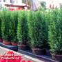 Chamaecyparis lawsoniana 'Ellwoodii'