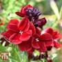 Wallflower 'Scarlet Bedder' - Seeds