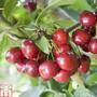 Cherry 'Celeste'