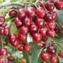 Cherry 'Kordia'
