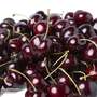 Cherry 'Kordia'