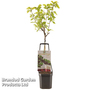 Cherry 'Wonder Tree Sunburst' (Patio Cherry)
