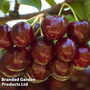 Cherry 'Wonder Tree Sunburst' (Patio Cherry)