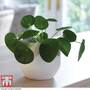 Chinese Money Plant