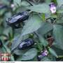 Chilli Pepper 'Hungarian Black'
