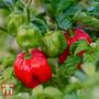 Chilli Pepper 'Scotch Bonnet Red'