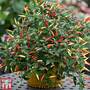 Chilli Pepper 'Basket of Fire' F1