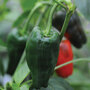 Chilli Pepper 'Padron' (Medium - The Tapas Pepper) - Seeds