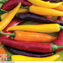 Chilli Pepper 'Heatwave Improved Mix' F1 Hybrid - Seeds