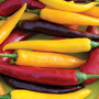Chilli Pepper 'Heatwave Improved Mix' F1 Hybrid - Seeds