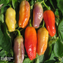 Chilli Pepper 'Aroma' - Seeds