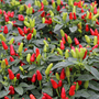 Chilli Pepper 'Fields of Fire' - Seeds