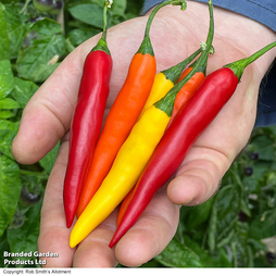 Chilli Pepper 'Fiesta Sunset' F1 - Seeds