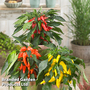 Chilli Pepper 'Galaxy Trio'