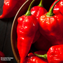 Chilli Pepper 'Ghost Chilli'