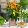 Chilli 'Hades Gold' F1 - Seeds
