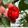 Chilli Pepper 'Ragamuffin' F1 - Seeds