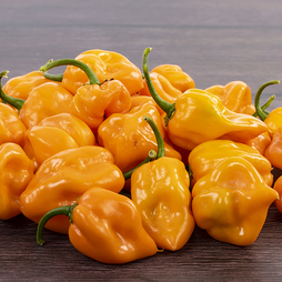 Chilli Pepper 'Scotch Bonnet Orange' - Seeds