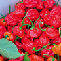 Chilli Pepper 'Trinidad Moruga Scorpion' - Seeds