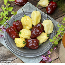 Chilli Pepper 'White Chocolate' - Seeds